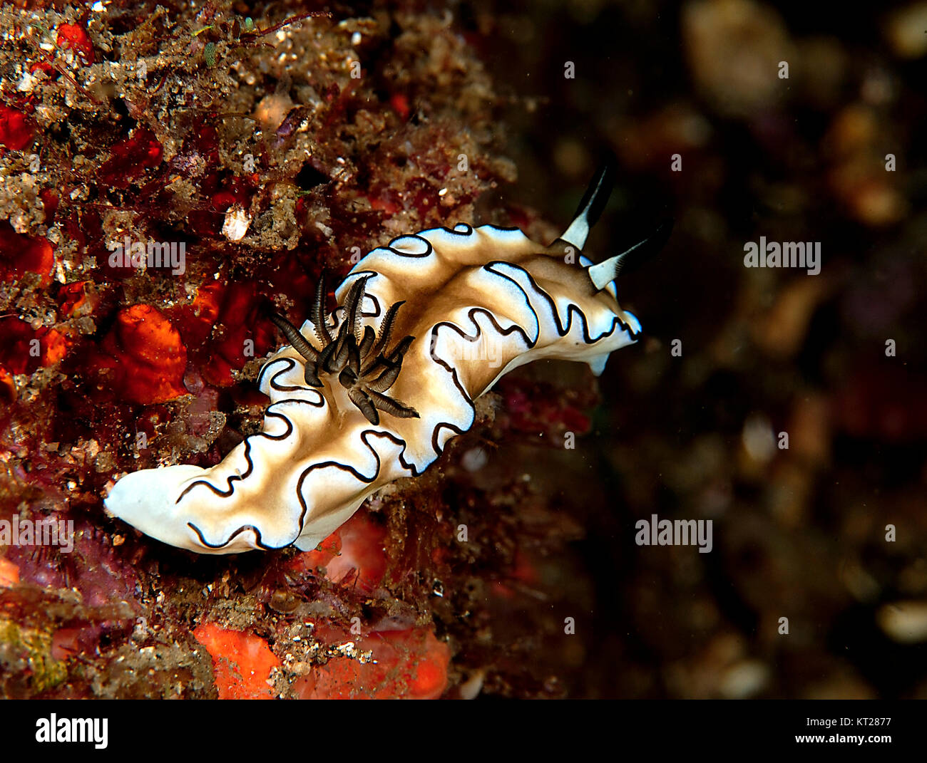 Limace de mer (GLOSSODORIS ATROMARGINATA NUDIBRANCHE OU) SUR MER Banque D'Images