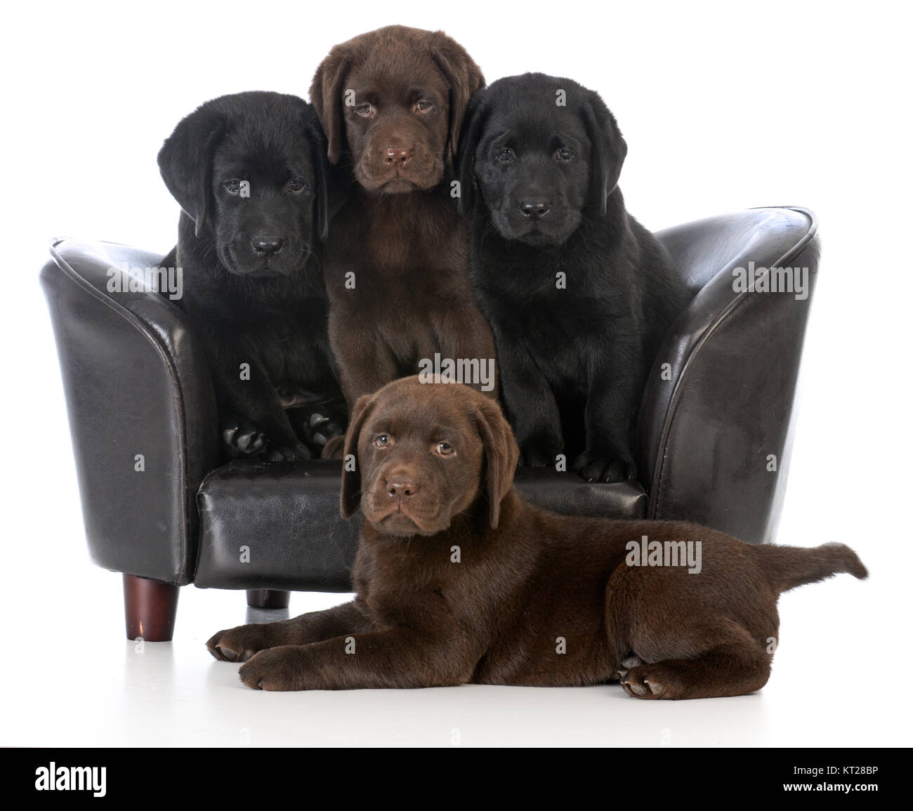 Portée de quatre chiots labrador retriever sur un canapé en cuir isolé sur fond blanc Banque D'Images