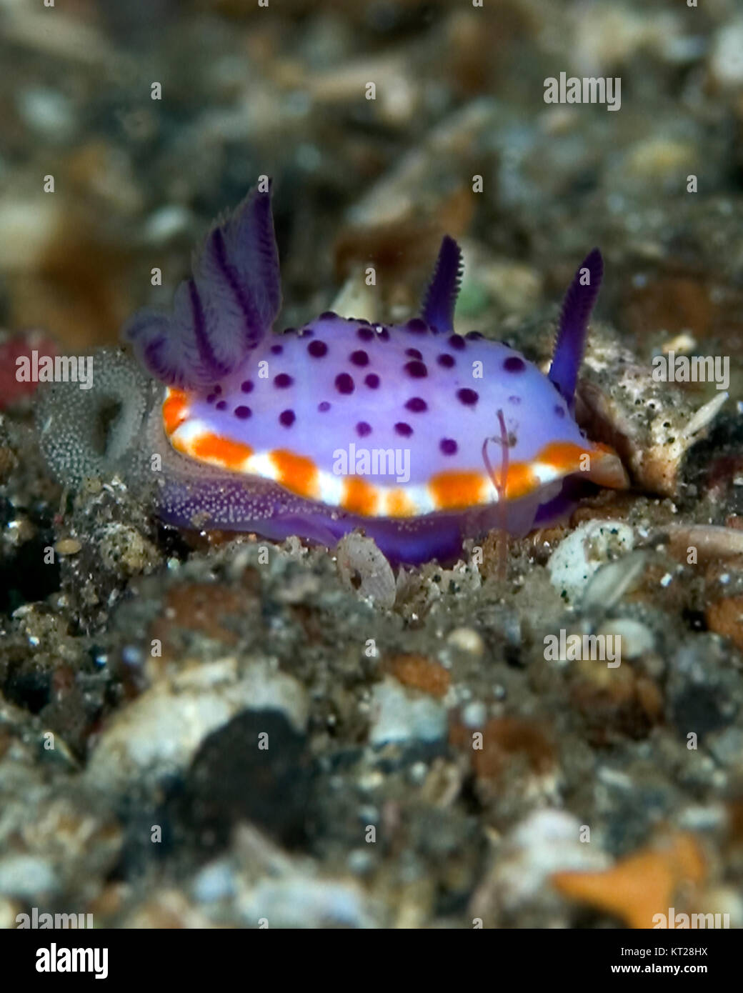 Nudibranches colorés SUR MER Banque D'Images