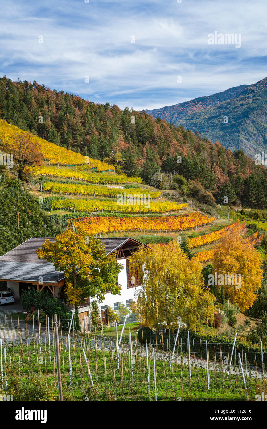 Vignobles en terrasses d'or dans la couleur de l'automne près de Goldrain Florence, Italie, Europe. Banque D'Images