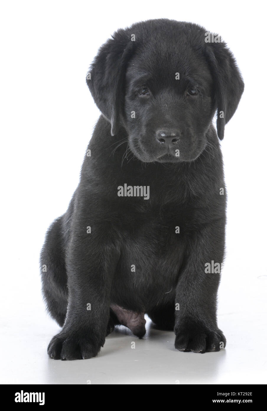 Chiot Labrador Noir Male Assis Sur Fond Blanc Photo Stock Alamy
