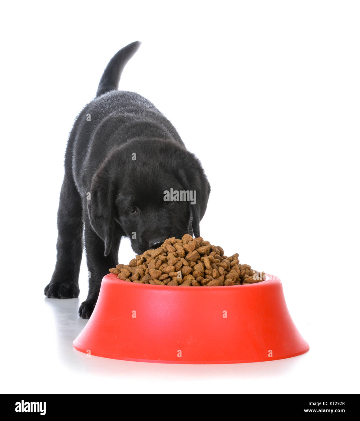 Chiot labrador noir de la croquette de manger un plat de chien rouge sur  fond blanc Photo Stock - Alamy