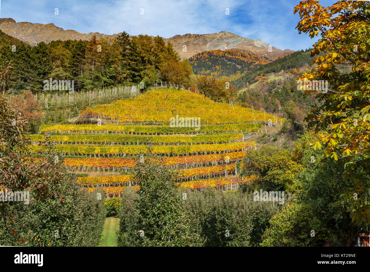 Vignobles en terrasses d'or dans la couleur de l'automne près de Goldrain Florence, Italie, Europe. Banque D'Images