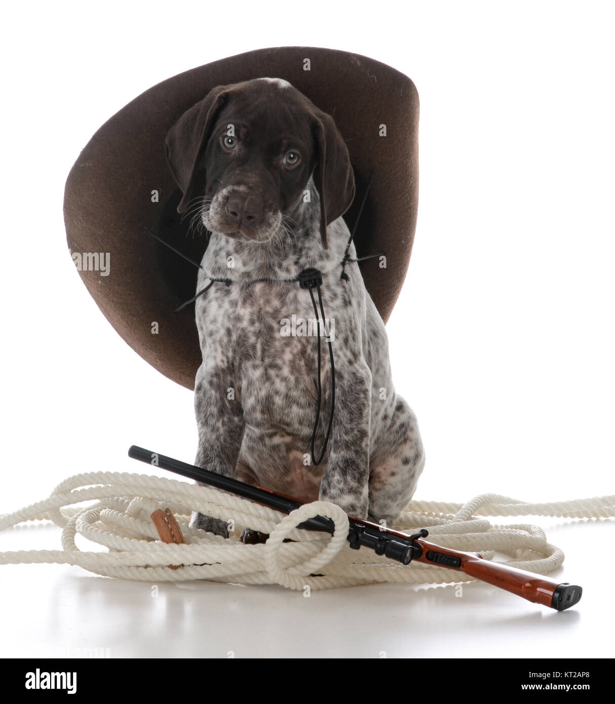 Braque allemand Chiot Chien de chasse sur fond blanc Banque D'Images