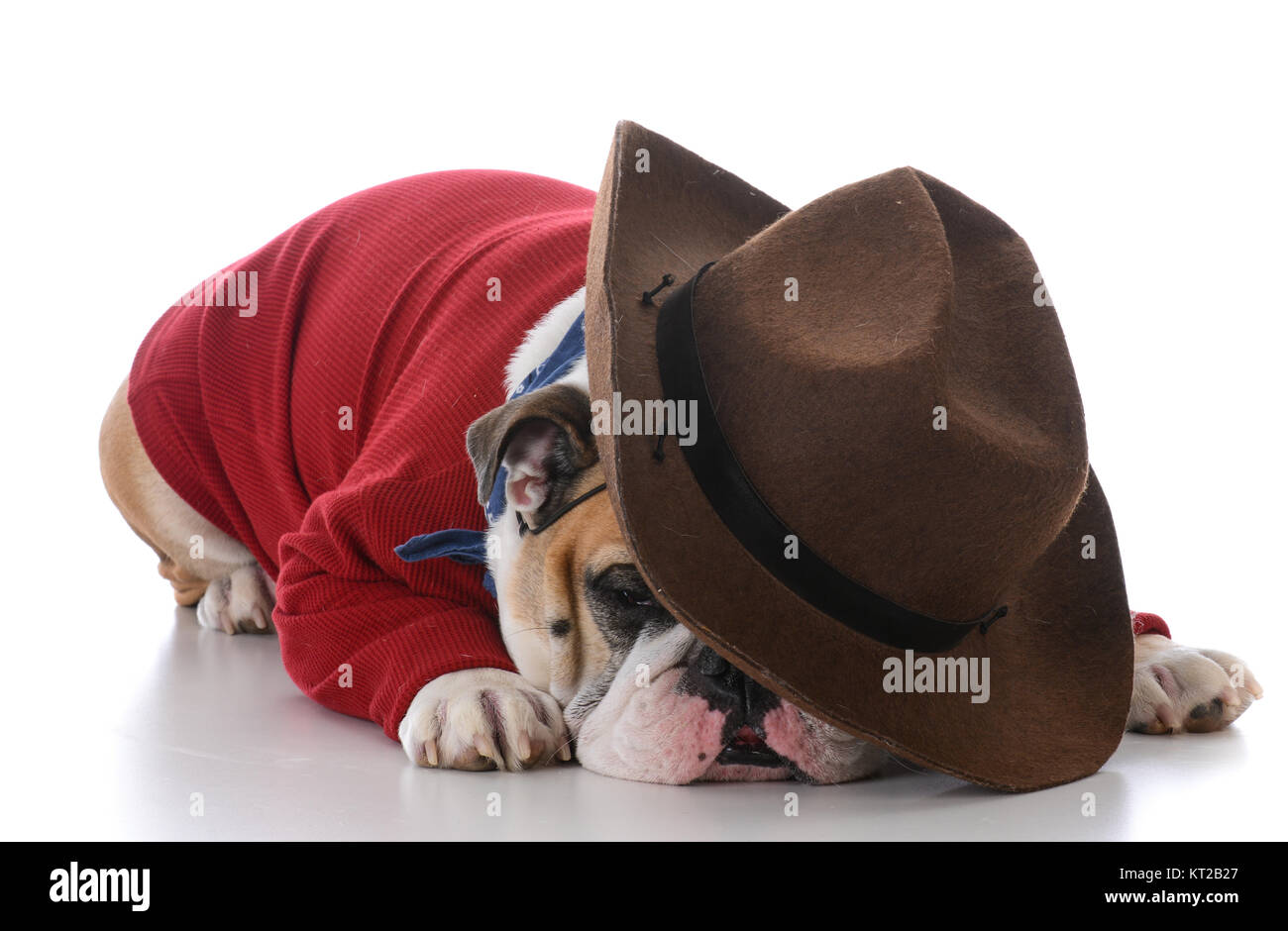 Fatigué de porter les vêtements occidentaux chien de travail sur fond blanc Banque D'Images