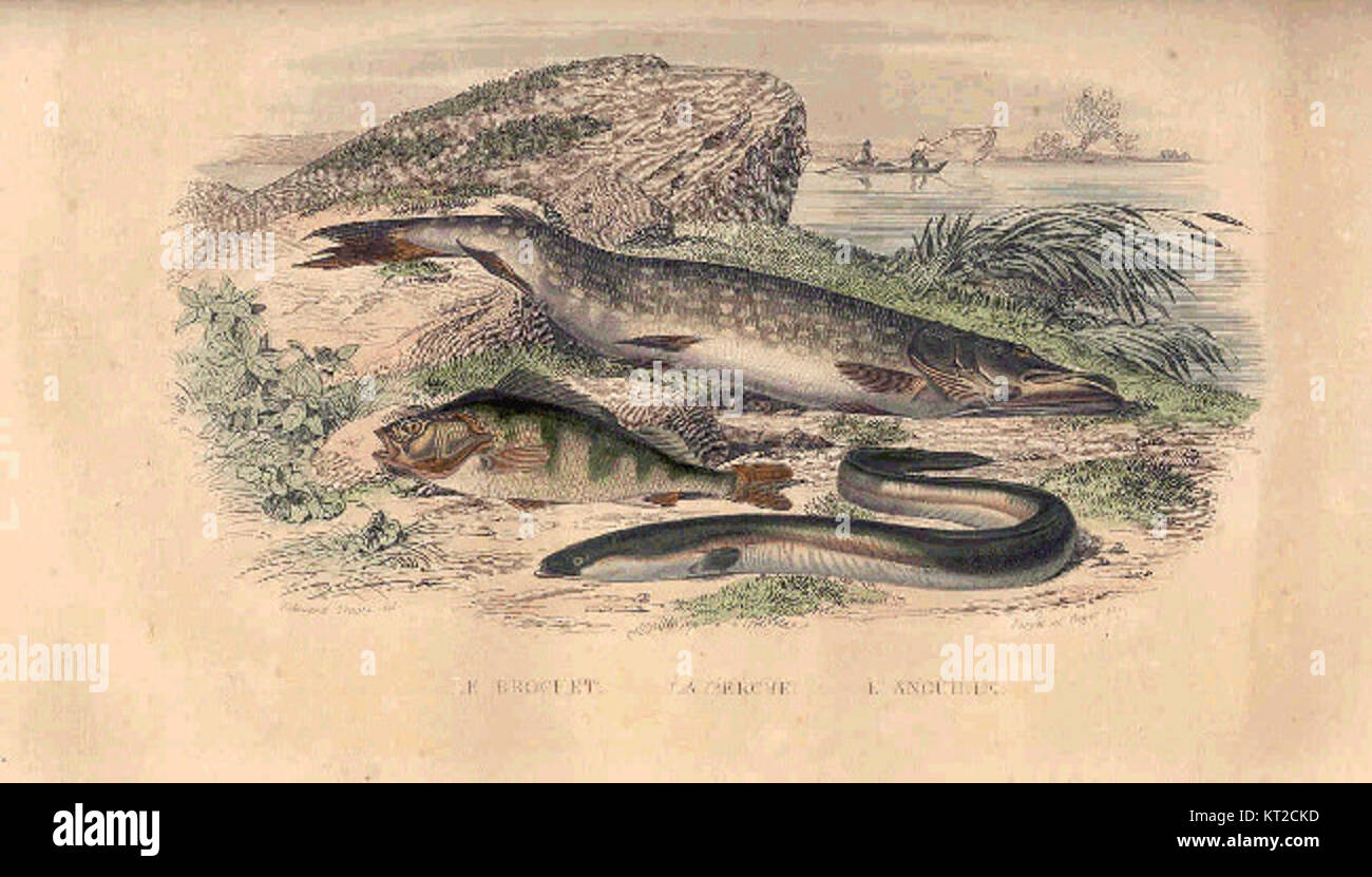 Cette image représente un plat culinaire français nommé « le brochet la Perche L'anguille », une préparation française traditionnelle à base de brochet, perche et anguille, mettant en valeur les riches traditions culinaires de la région. Banque D'Images