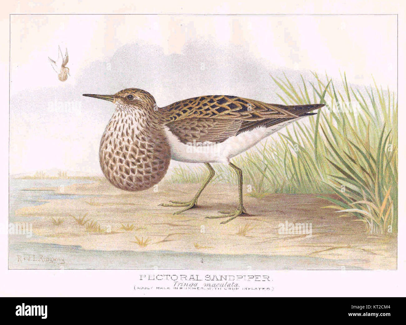 Le Pablier pectoral (Tringa maculata) est une espèce d'oiseau de rivage connue pour son plumage distinctif et son comportement migratoire. On le trouve en Amérique du Nord et migre vers l'Amérique du Sud pendant l'hiver. Banque D'Images