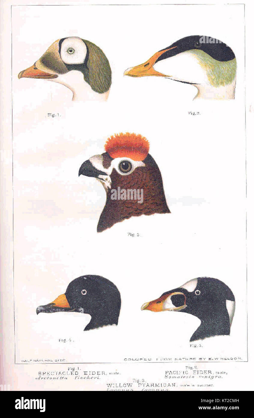 Cette image présente trois espèces d'oiseaux : l'Eider spectaculaire, l'Eider du Pacifique et le Willow Ptarmigan. Il met en évidence leurs caractéristiques distinctives et leur comportement dans leurs habitats naturels pendant les mois d'été. Banque D'Images