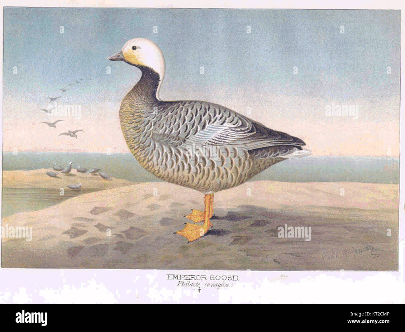 L'OIE empereur, identifiée par son nom scientifique Anser canagicus, est une espèce originaire des régions côtières de l'Alaska et de la Sibérie. Cet oiseau est connu pour son plumage noir et blanc distinctif. Banque D'Images