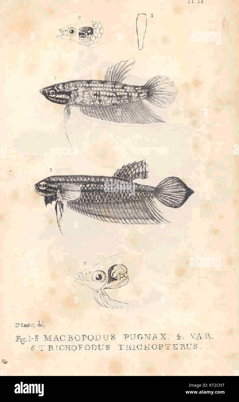 Cette image montre deux espèces de poissons d'eau douce, Macropodus Pugnax et Trichopodus Trichopterus. La première espèce, connue pour sa coloration frappante, est un poisson labyrinthe trouvé en Asie du Sud-est, tandis que la seconde est une espèce paisible d'aquarium souvent appelée le gourami à trois points. Les deux espèces sont populaires parmi les aquariophiles pour leurs comportements uniques et leurs couleurs vibrantes. Banque D'Images