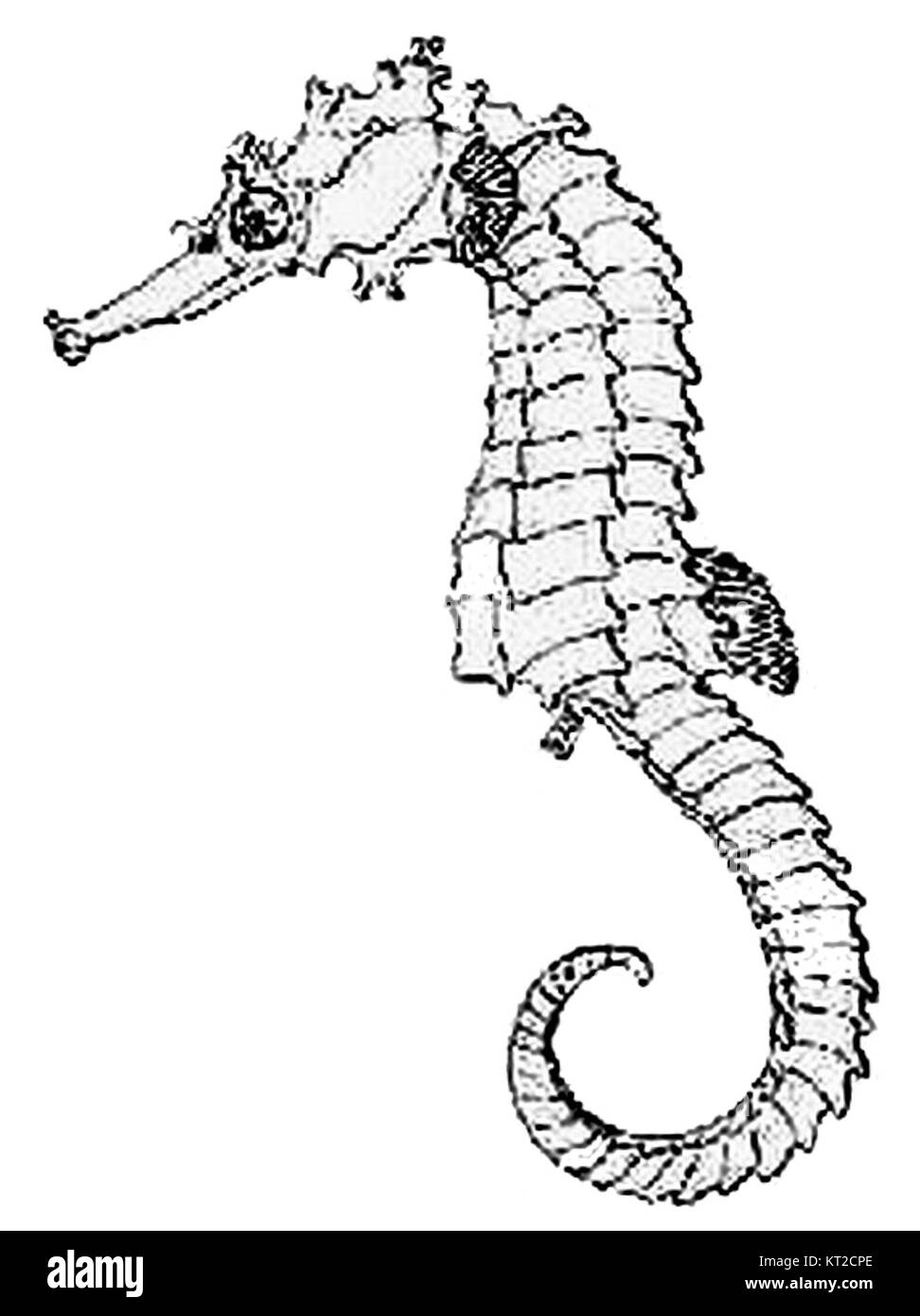 L'hippocampe est un genre de poisson marin connu pour sa forme et son comportement distinctifs. Ces petits poissons, souvent appelés hippocampes, se trouvent dans les eaux côtières chaudes et sont reconnus pour leur comportement reproductif unique. Banque D'Images