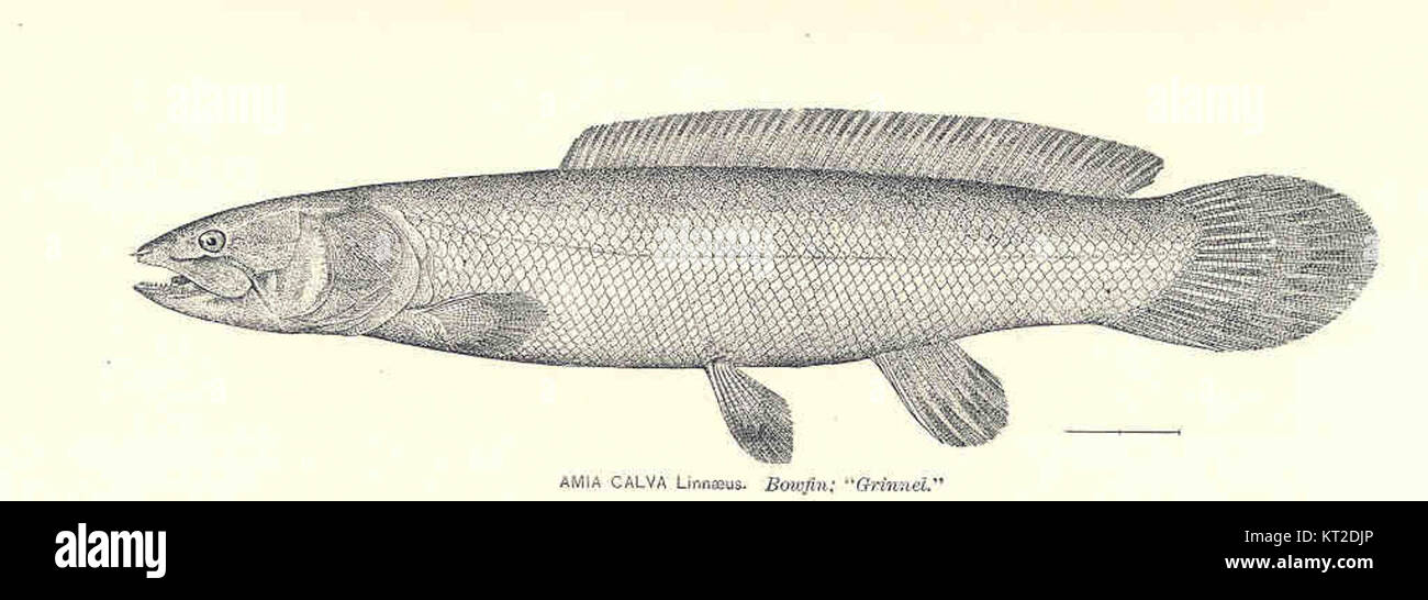 Une description scientifique de l'espèce Amia Calva, un poisson nord-américain, d'abord classé par Linné, connu pour ses caractéristiques uniques et son rôle écologique. Banque D'Images