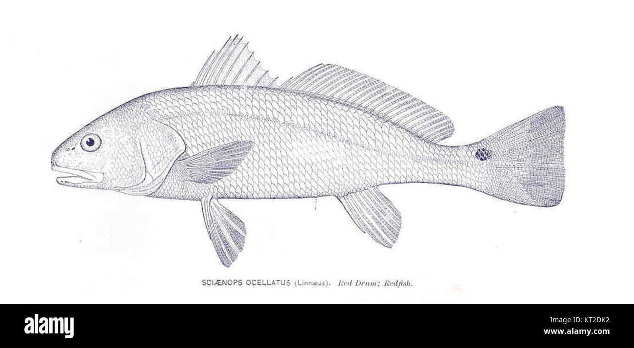 Sciaenops ocellatus, communément appelé le tambour rouge, est une espèce de poisson trouvée dans le golfe du Mexique et l'océan Atlantique. Il est connu pour sa tache noire distinctive sur sa queue. Banque D'Images