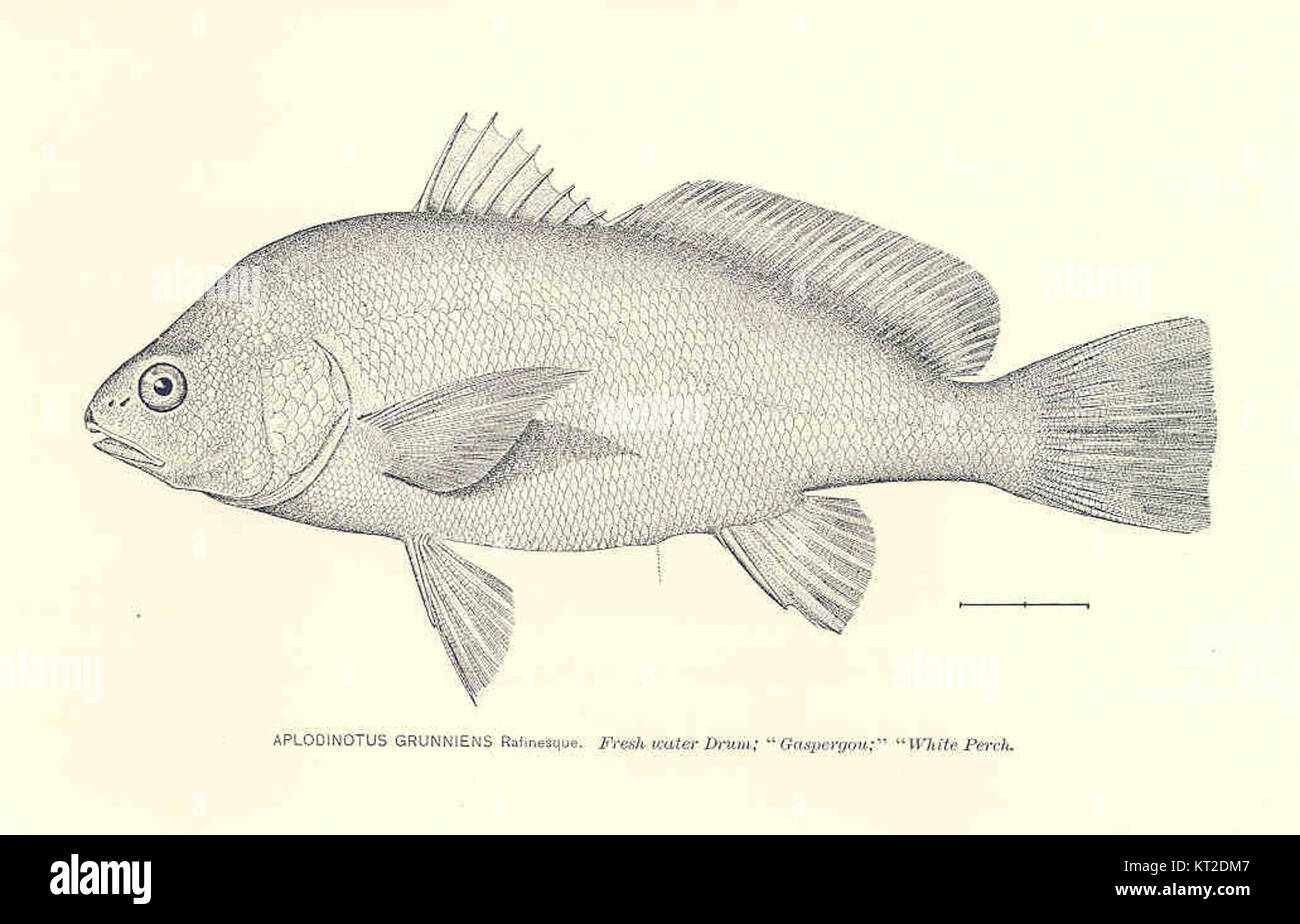 Aplodinotus grunniens, communément appelé tambour d'eau douce, est une espèce de poisson que l'on trouve dans les rivières et les lacs d'eau douce d'Amérique du Nord. Il a été décrit pour la première fois par Rafinesque en 1819. Banque D'Images