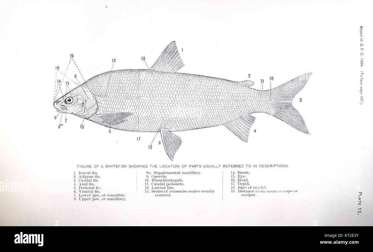 Cette figure d'un corégone illustre la structure anatomique typique de l'espèce, en mettant en évidence les parties clés qui sont communément mentionnées dans les descriptions biologiques et les études du poisson. Banque D'Images