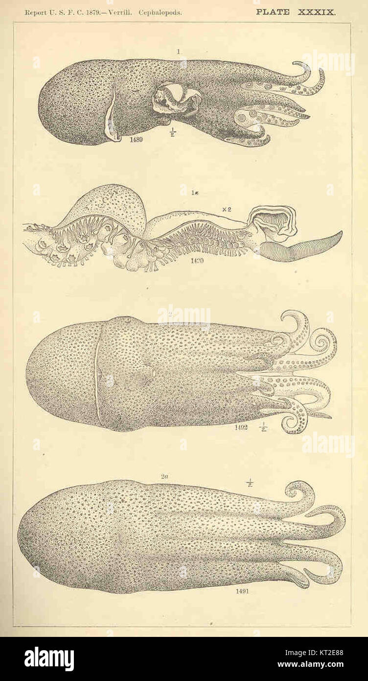 Les céphalopodes sont une classe diversifiée de mollusques marins connus pour leur intelligence avancée et leurs comportements complexes. Ce groupe comprend des espèces comme les poulpes, les calmars et la seiche, qui sont importantes pour les écosystèmes marins. Banque D'Images