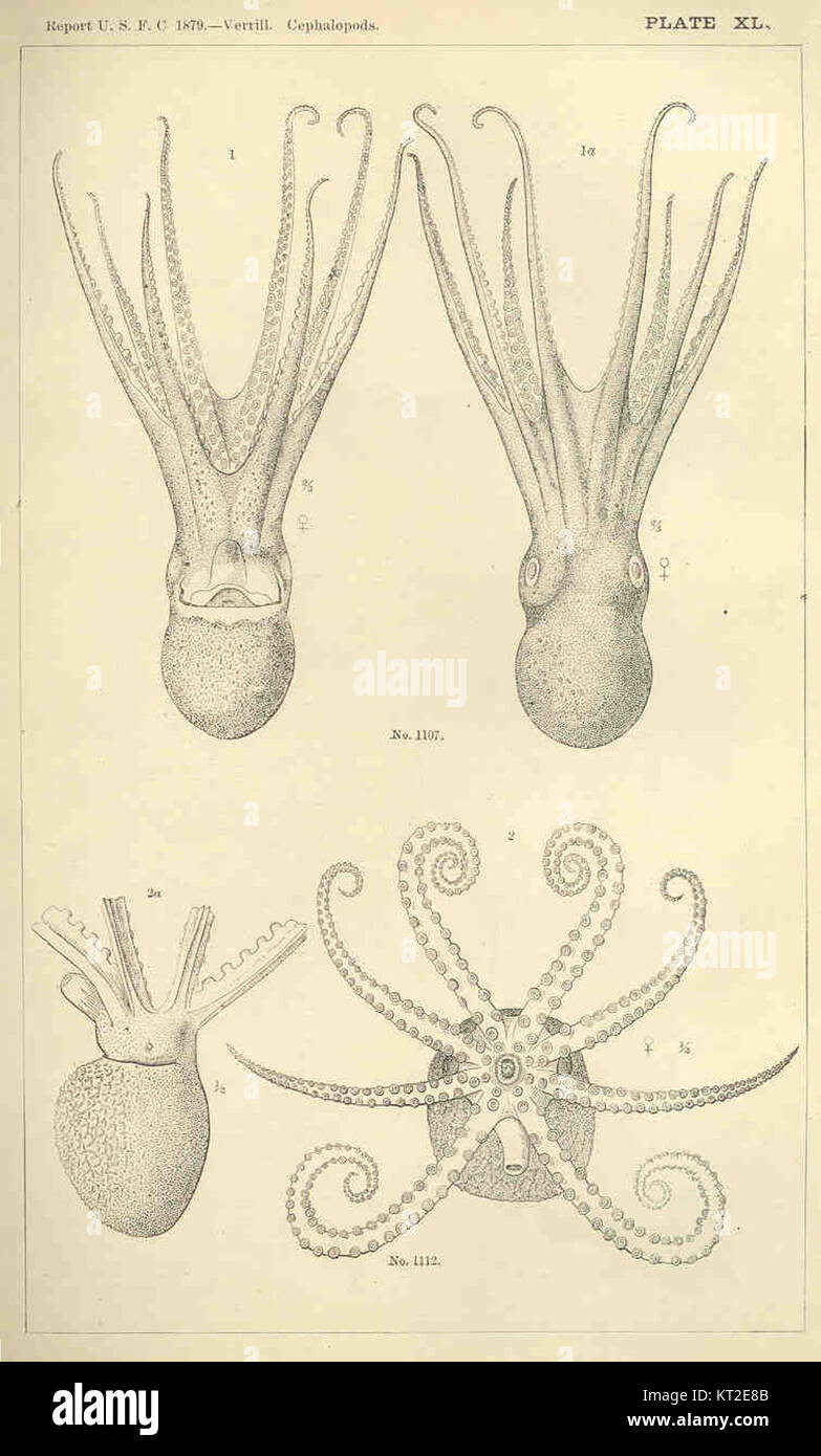 Les céphalopodes, une classe d'animaux marins, sont connus pour leur intelligence et leurs caractéristiques distinctives, y compris les tentacules, un système nerveux bien développé et leur capacité à changer de couleur. Banque D'Images