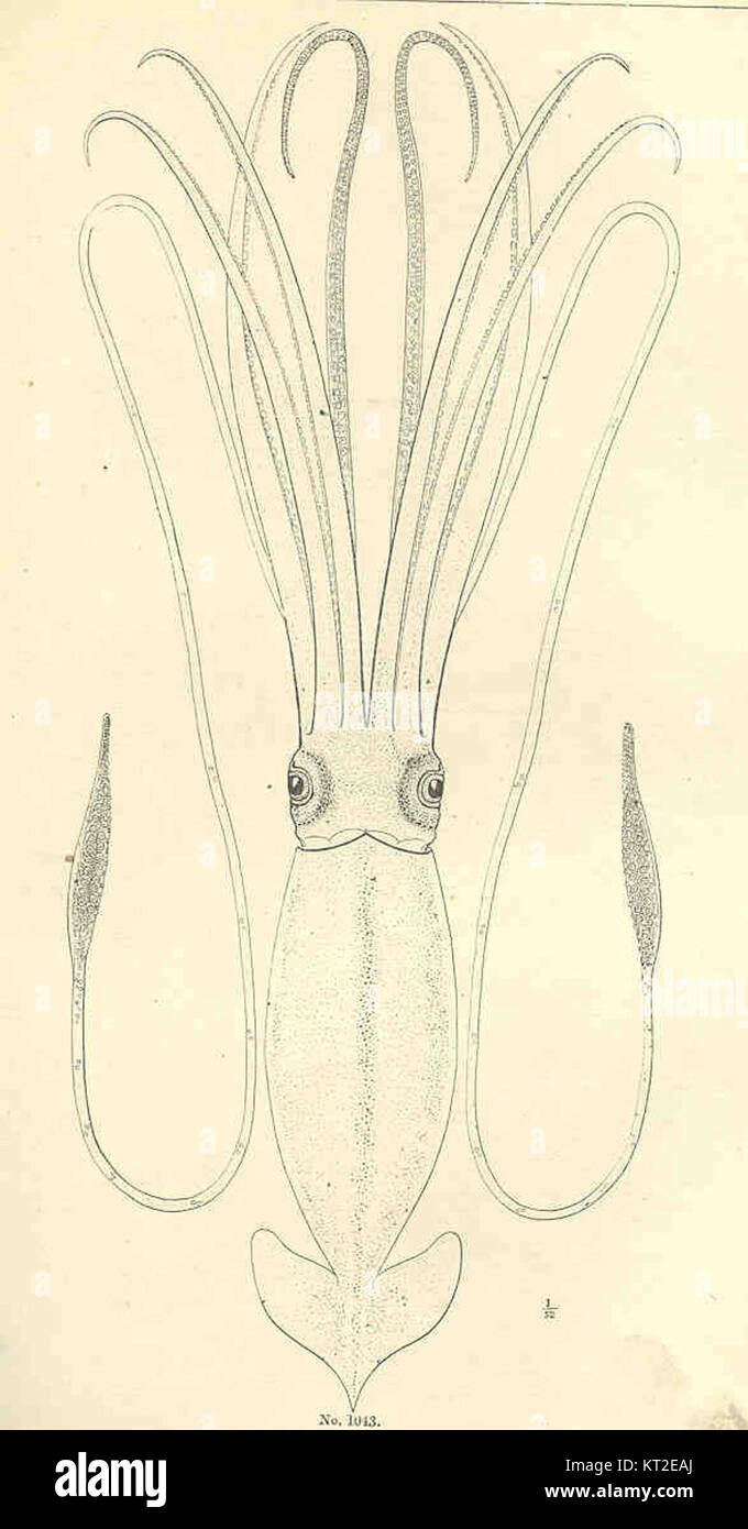 Les céphalopodes, une classe de mollusques, comprennent des espèces comme le calmar, le poulpe et la seiche. Ils sont connus pour leur intelligence, leur mouvement unique et leur capacité à camoufler. Banque D'Images