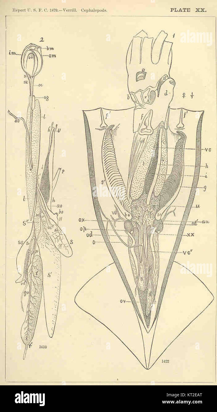 Les céphalopodes sont une classe de mollusques qui comprend des espèces comme le calmar, le poulpe et la seiche, connus pour leur intelligence et leurs caractéristiques biologiques uniques. Banque D'Images