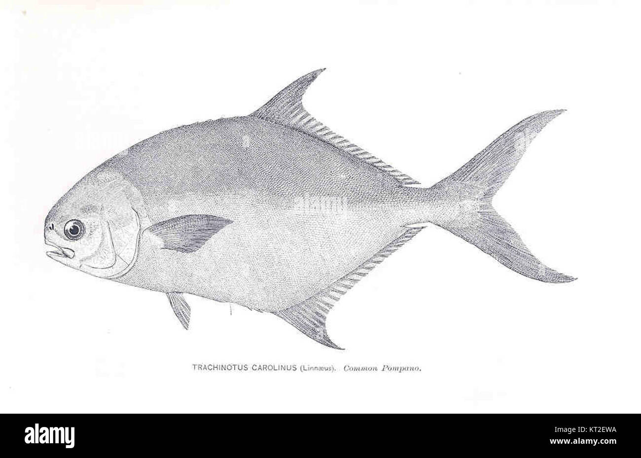 Trachinotus Carolinus, communément appelé pompano de Floride, est une espèce de poisson présente dans l'océan Atlantique et le golfe du Mexique, reconnue pour sa valeur commerciale. Banque D'Images