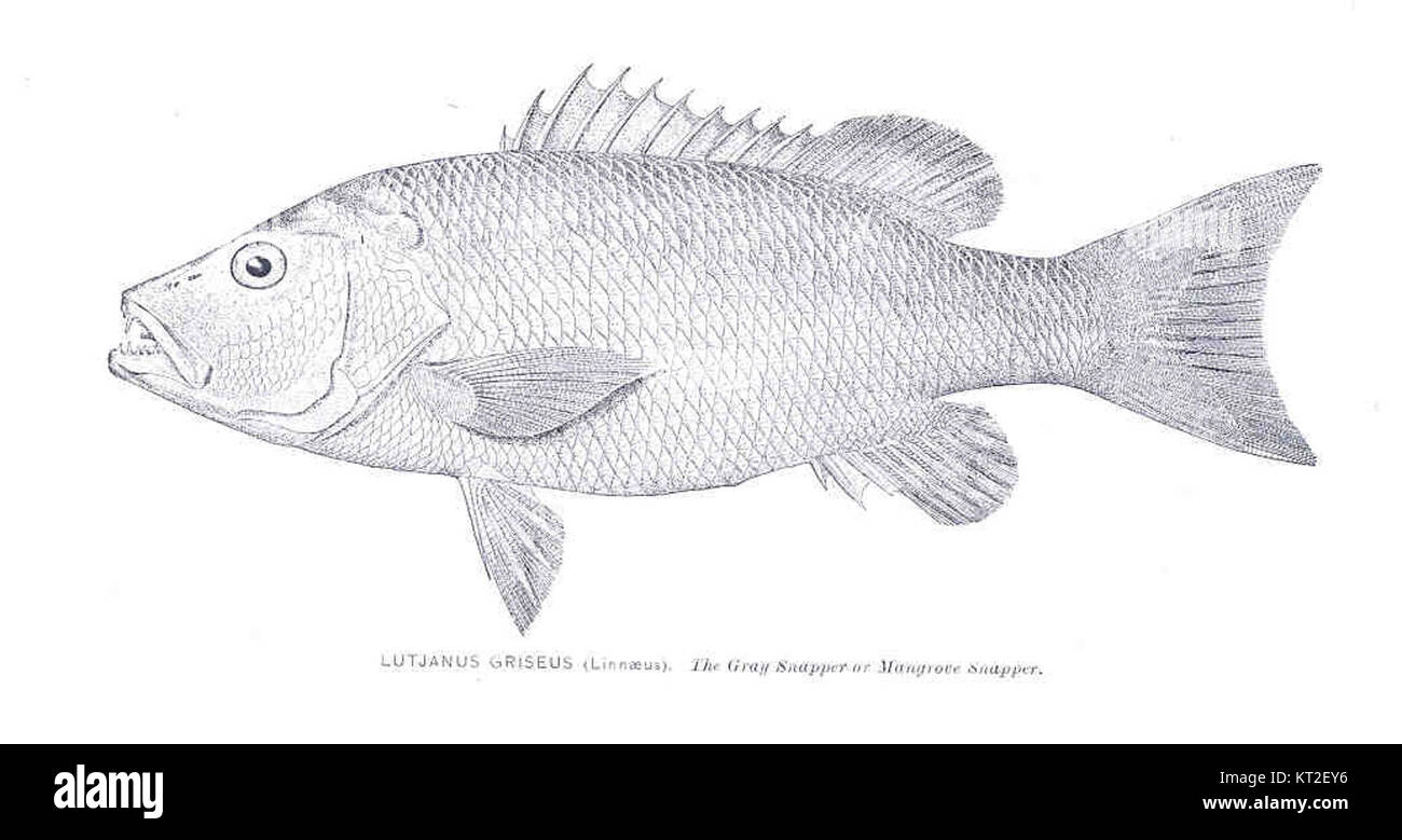 Lutjanus griseus, communément appelé vivaneau gris, est une espèce de poisson que l'on trouve dans l'océan Atlantique occidental, du golfe du Mexique à la mer des Caraïbes. Banque D'Images