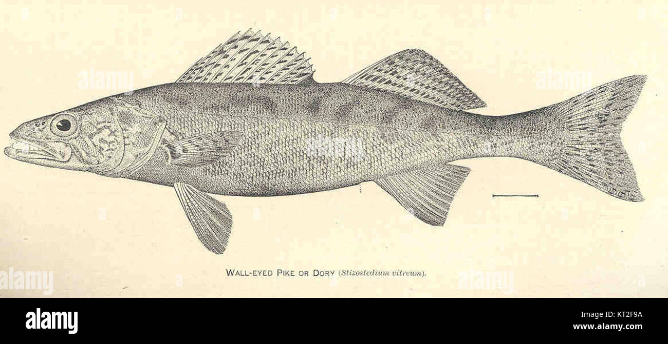 Le brochet aux yeux muraux, également connu sous le nom de Dory, est un poisson prédateur trouvé dans les lacs et rivières d'eau douce. Connu pour ses grands yeux et sa nature agressive, il est très recherché dans la pêche sportive et connu pour son excellente capacité de combat. Banque D'Images