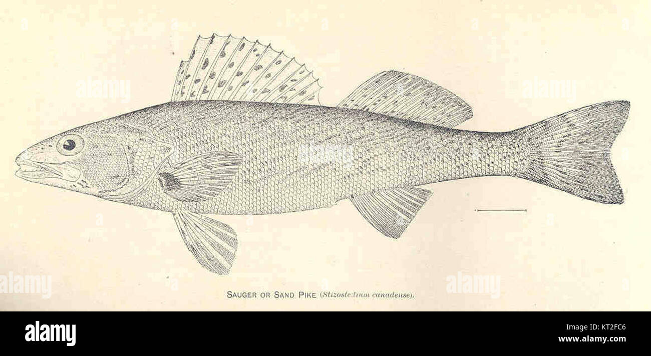 Le Sauger (Sander canadensis), également connu sous le nom de brochet de sable, est une espèce de poisson d'eau douce de la famille des Percidae. On le trouve dans les rivières et les lacs de toute l'Amérique du Nord, principalement connu pour sa nature prédatrice et sa forme allongée. Banque D'Images