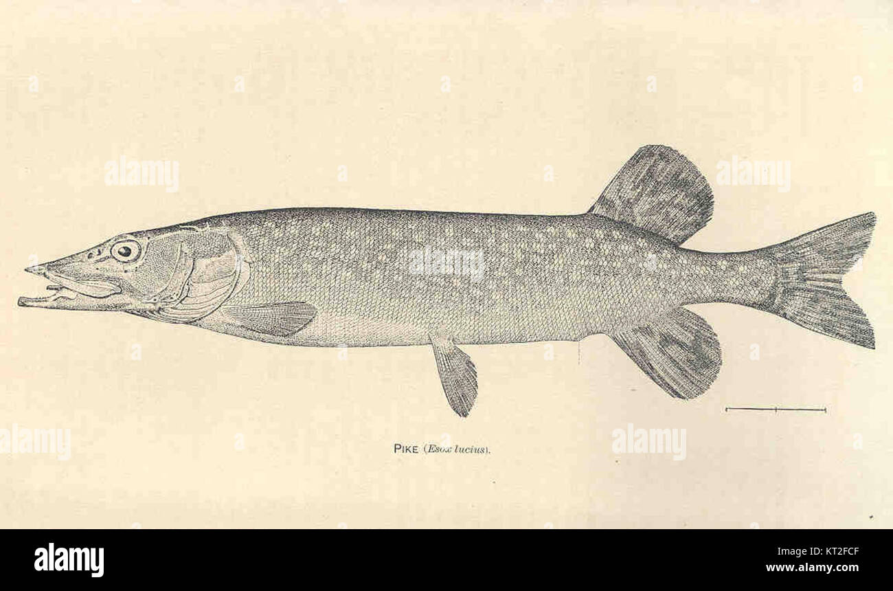 Pike 34081 fait référence à un modèle spécifique ou à une variante d'un Pike, probablement utilisé dans des contextes militaires ou historiques. Le brochet est une longue arme semblable à une lance qui était commune aux XVe et XVIe siècles. Banque D'Images
