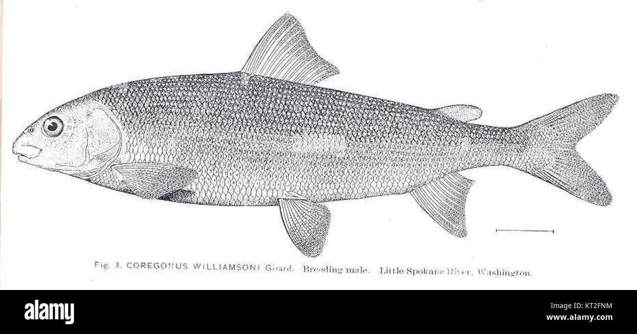 Coregonus williamsoni, communément appelé corégone de lac, est une espèce de poisson d'eau douce originaire d'Amérique du Nord, décrite pour la première fois par Girard. Banque D'Images