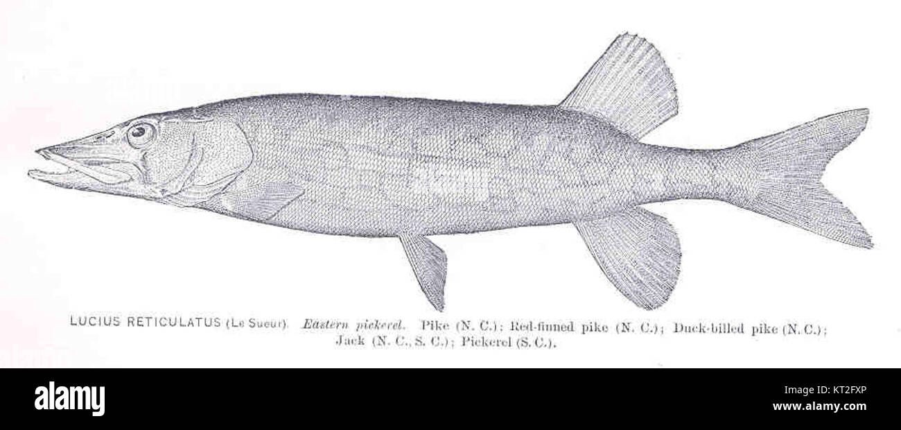 34286 Lucius reticulatus (la sueur) Brochet brochet (NC) ; rouge-pike à ailettes (NC) ; Pike à bec de canard (NC) ; Jack (NC, SC) ; le doré Banque D'Images