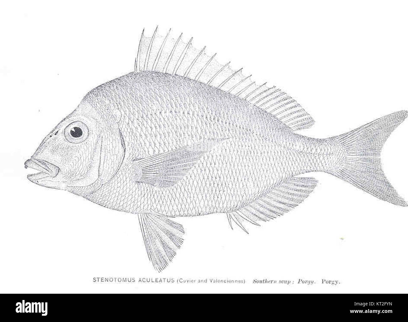 Stenotomus aculeatus, connu sous le nom de scup du Sud ou Porgy, est une espèce de poisson trouvée dans l'océan Atlantique. Il est reconnu pour sa forme distinctive et son rôle précieux dans les écosystèmes marins. Banque D'Images