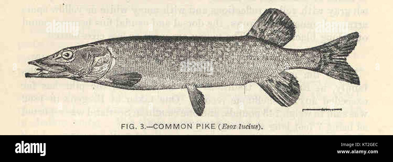Une image ou une description du brochet commun (Esox lucius), un poisson prédateur trouvé dans les eaux douces d'Europe, d'Asie et d'Amérique du Nord. L'espèce est connue pour sa vitesse et ses dents tranchantes. Banque D'Images