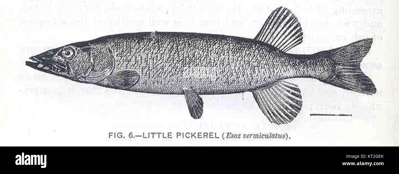 Le petit Pickerel, scientifiquement connu sous le nom d'Esox vermiculatus, est une espèce de poisson d'eau douce que l'on trouve en Amérique du Nord. C'est un membre de la famille des brochets, connu pour sa nature prédatrice et sa forme de corps allongée. Banque D'Images