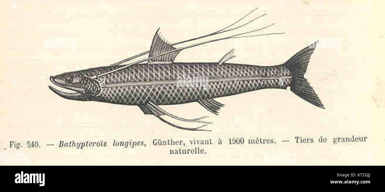 Les longipes bathyptériens, communément connus sous le nom de poisson de base-ball à nageoires longues, est une espèce d'eau profonde que l'on trouve à des profondeurs d'environ 1900 mètres. Le poisson est connu pour ses longues nageoires pectorales distinctives et fait partie du genre Bathypterois. Banque D'Images