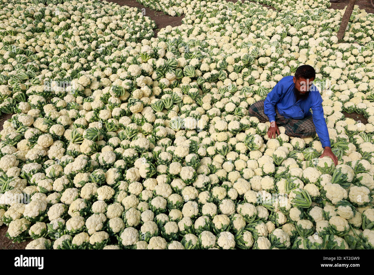 KHULNA, BANGLADESH - le 18 décembre 2017 : un marchand de légumes Chou-fleur du Bangladesh short à un côté de la rue du marché de gros de l'hiver à Khulna, Banglade Banque D'Images