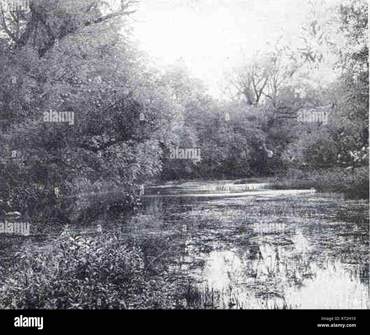 Cette image représente l'habitat de la grenouille ricketerel, que l'on trouve dans les zones de remous des ruisseaux des hautes terres. L'habitat est essentiel à la survie de la grenouille, fournissant les conditions nécessaires à la reproduction et à l'abri. Banque D'Images