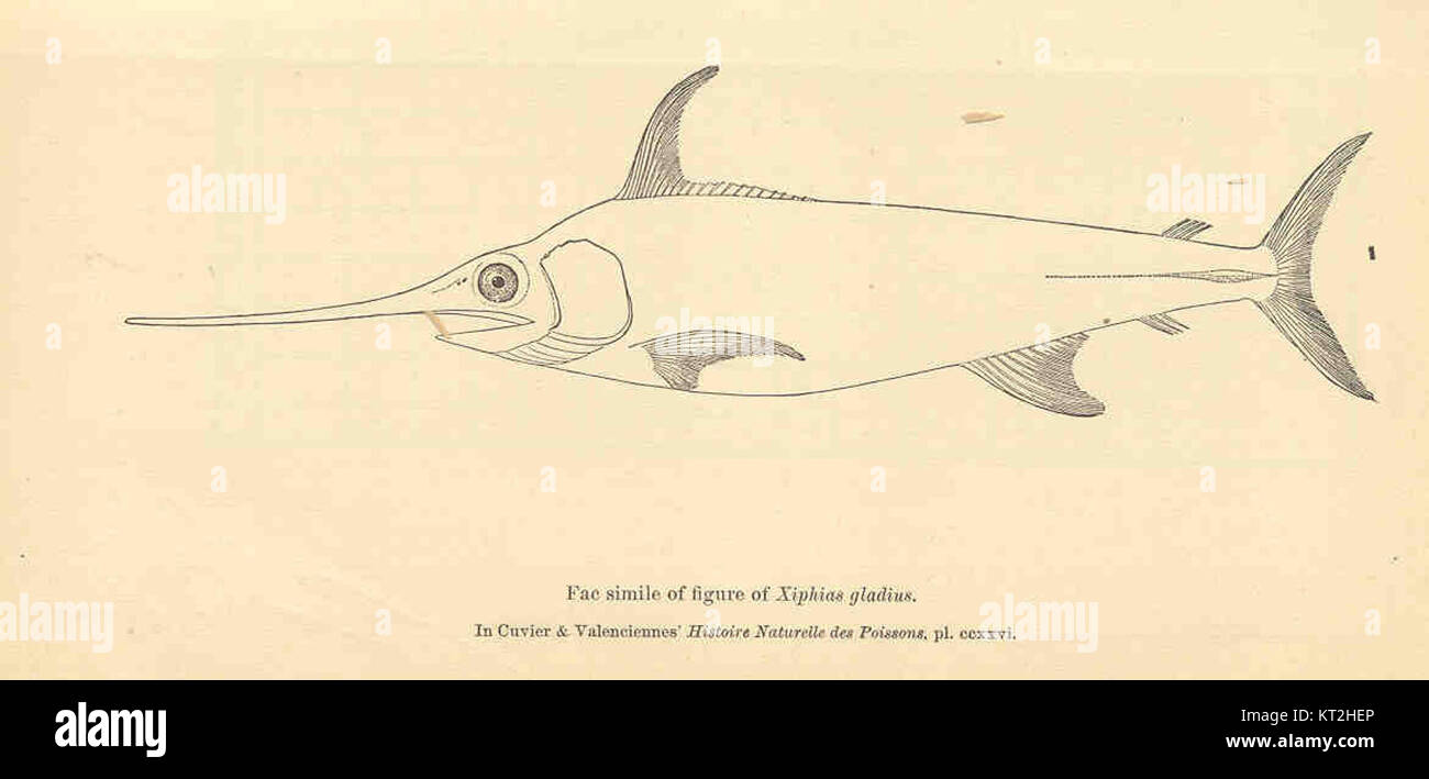 Le fac-similé représente une figure de Xiphias gladius, communément appelé espadon. Ce modèle représente la structure anatomique unique de cette espèce marine. Banque D'Images