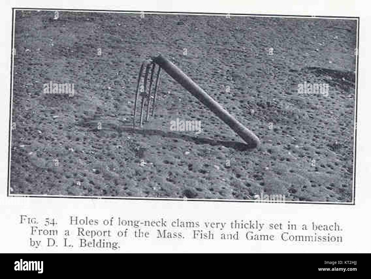 La plage à cet endroit est marquée par une concentration inhabituelle de trous faits par des palourdes à long cou, avec les trous densément emballés ensemble. Ces palourdes créent les trous lorsqu'elles creusent dans le sable, formant un trait distinctif de l'environnement côtier. Ce phénomène naturel se rencontre couramment le long des plages où poussent les palourdes à long cou, rappelant l’écosystème actif sous la surface. Banque D'Images