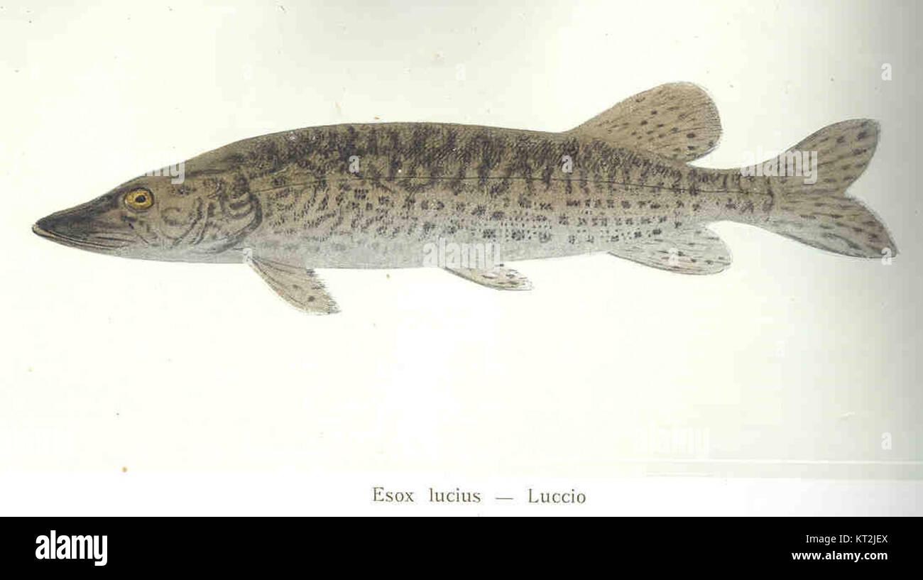 Esox lucius, communément appelé le brochet du nord ou « luccio » en italien, est représenté sur cette image. C'est un poisson prédateur trouvé dans les eaux douces à travers l'Europe et l'Amérique du Nord, connu pour son corps allongé et ses dents acérées. Banque D'Images