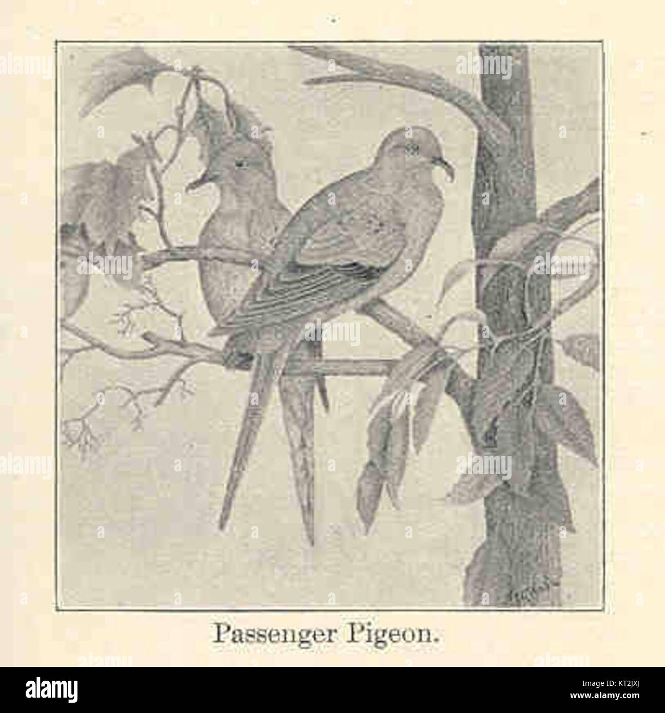 Le pigeon voyageur, autrefois l'une des espèces d'oiseaux les plus abondantes en Amérique du Nord, a été conduit à l'extinction au début du XXe siècle. Cette image représente un moment historique de sa présence avant son déclin rapide et son extinction. Banque D'Images