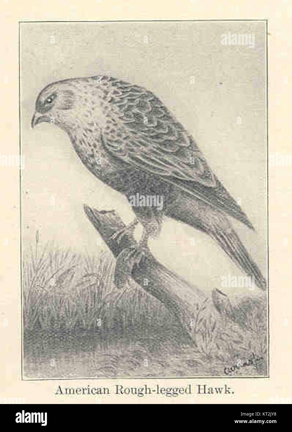 Le faucon américain à pattes rugueuses est un oiseau de proie trouvé en Amérique du Nord, connu pour son plumage distinctif et ses compétences de chasse. Il habite les zones ouvertes, en particulier pendant les mois d'hiver, et est une espèce importante dans la biodiversité aviaire. Banque D'Images