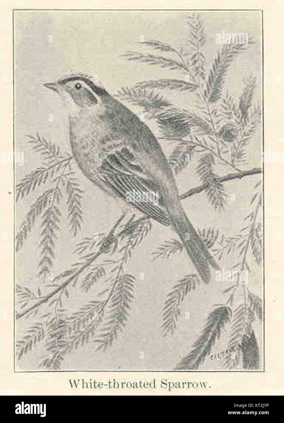 Le Moineau à gorge blanche (Zonotrichia albicollis) est un oiseau chanteur nord-américain connu pour sa gorge blanche distinctive et sa tête rayée noir et blanc saisissante. Il habite les forêts et les arbustes et est un spectacle commun dans l'est et le centre de l'Amérique du Nord. Banque D'Images