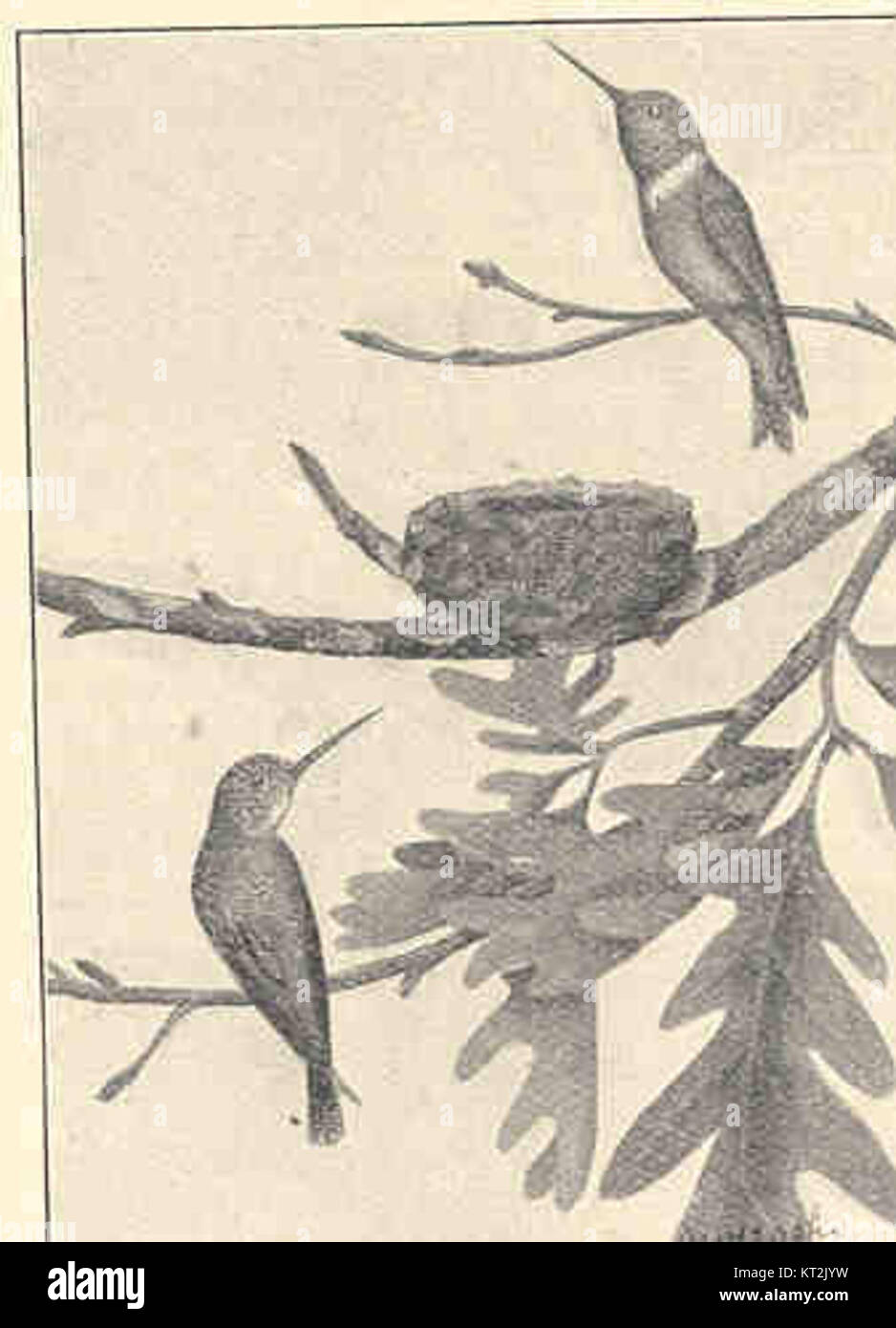 Le colibri à gorge rubis, un petit oiseau migrateur connu pour sa gorge rouge vif et ses remarquables capacités de vol. On le trouve couramment en Amérique du Nord et on le célèbre pour son agilité et sa beauté. Banque D'Images