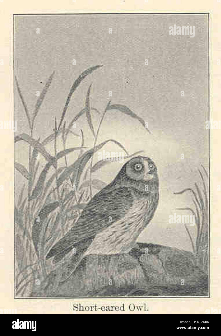 Le hibou à oreilles courtes est un oiseau de proie largement répandu connu pour son visage rond distinctif et ses ailes courtes. On le trouve souvent dans les paysages ouverts tels que les prairies et les zones humides. Banque D'Images