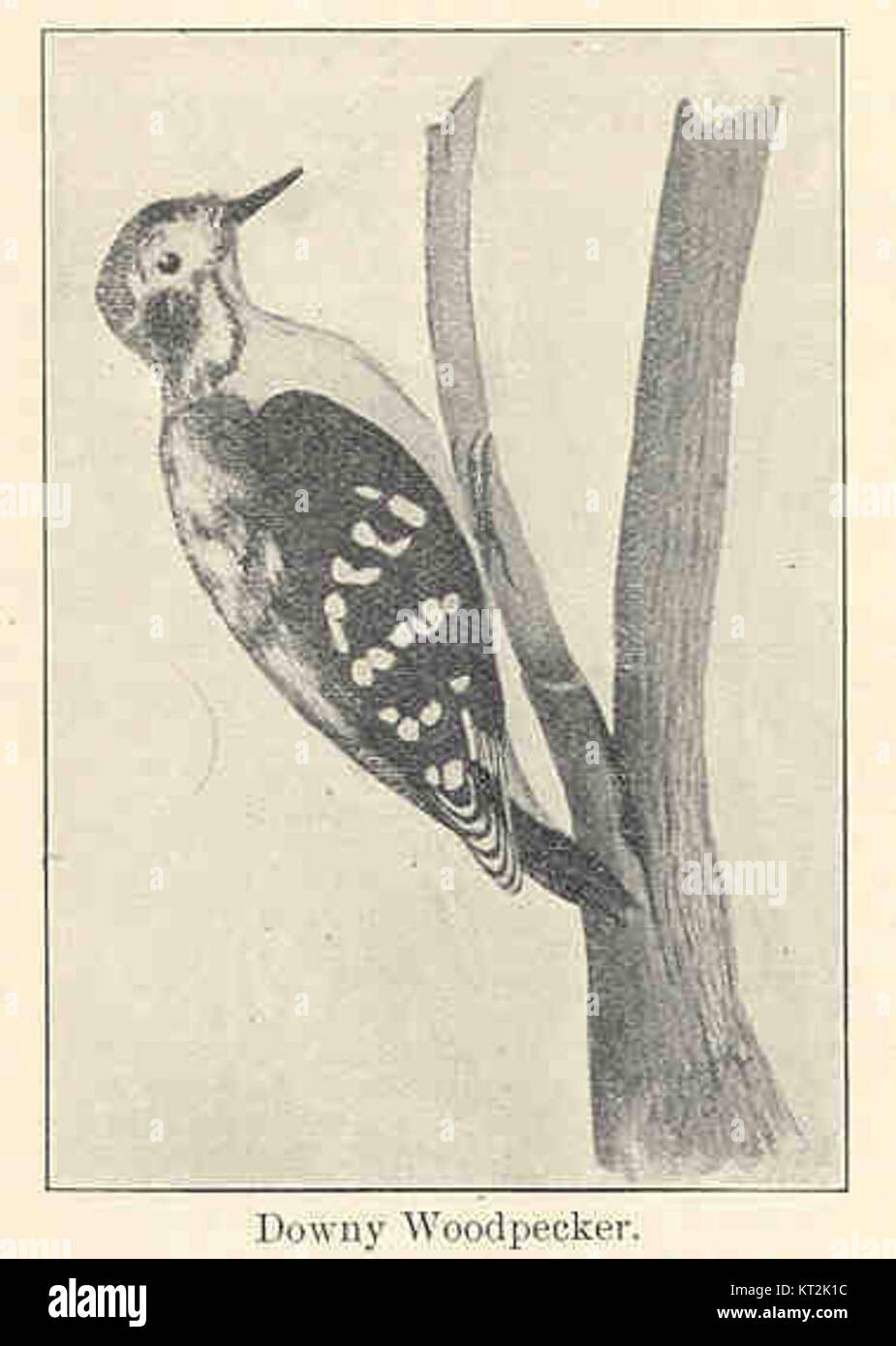 Le pic du bois, identifié par ses marques distinctives et sa petite taille, est une espèce commune en Amérique du Nord. Cette image met en évidence ses caractéristiques, en mettant l'accent sur ses caractéristiques physiques et son habitat. Banque D'Images