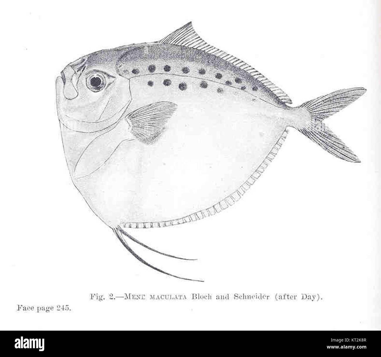 Mene Poisson Poisson mene Banque de photographies et d’images à haute résolution - Alamy