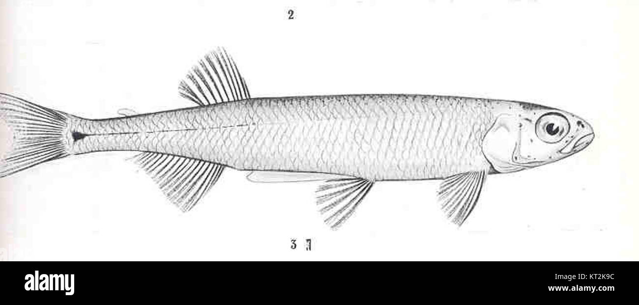 *Retropinna semoni* est une espèce de poisson d'eau douce décrite pour la première fois par Weber. Cette image met en évidence les caractéristiques uniques de l'espèce, possiblement liées à des études ichtyologiques ou à des recherches écologiques. Banque D'Images