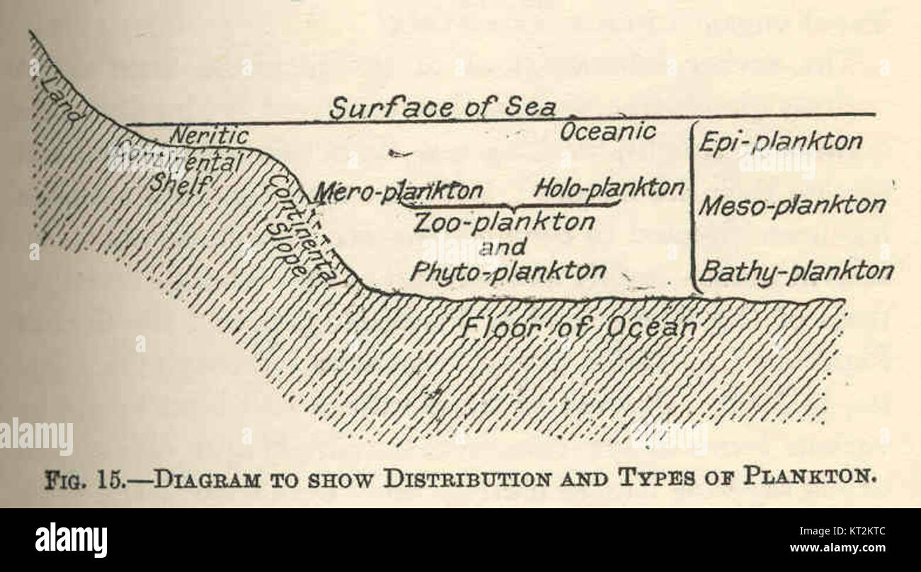 Diagramme scientifique illustrant la répartition et les types de plancton, important pour comprendre les écosystèmes marins et la biodiversité en milieu aquatique. Banque D'Images