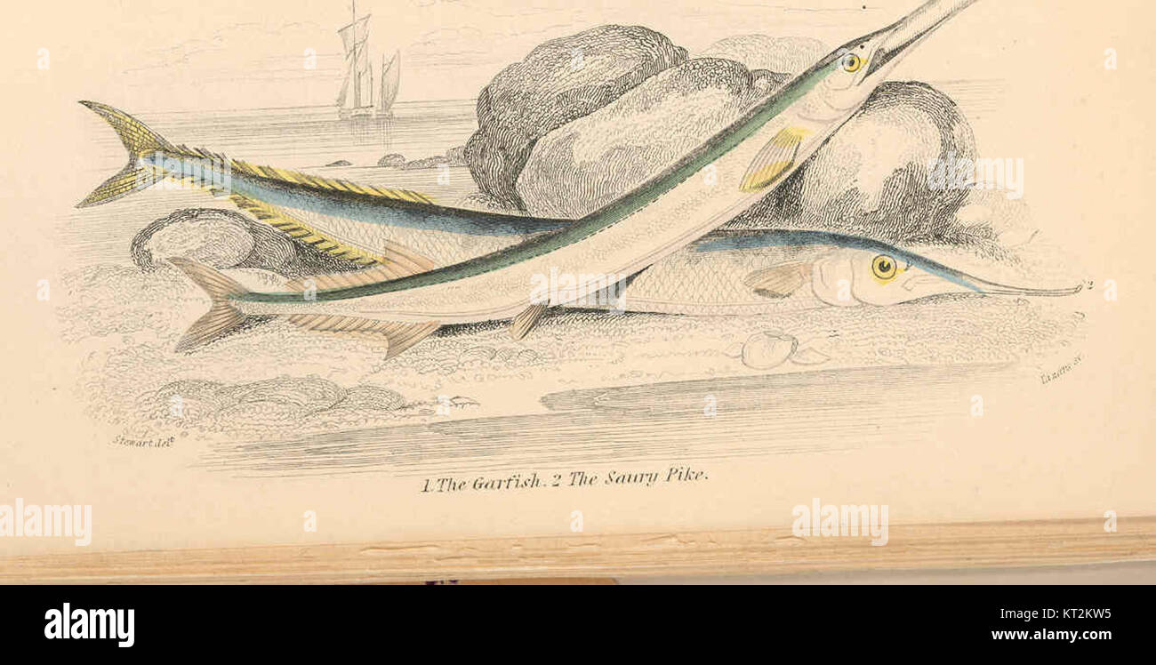 La guirlande et le brochet saury sont deux espèces de poissons que l'on trouve dans les eaux côtières. Connus pour leur corps long et élancé et leurs becs pointus, ces poissons sont importants dans les écosystèmes marins et sont couramment trouvés dans l'océan Atlantique. Banque D'Images