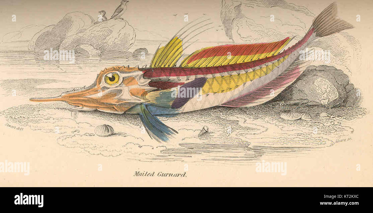 Le Gurnard posté est une espèce de poisson connue pour son aspect distinctif et son habitat dans les eaux marines tempérées. Il est reconnu par ses grandes nageoires pectorales et ses traits épineux. Banque D'Images